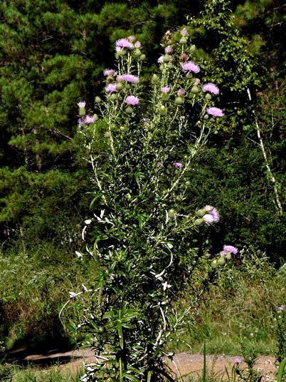 {Cirsium discolor}